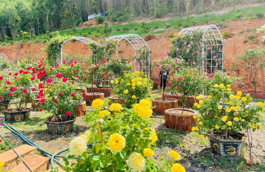 Trang trại hoa hồng rộng 18.000m2, đẹp mê mẩn của chàng trai phố núi