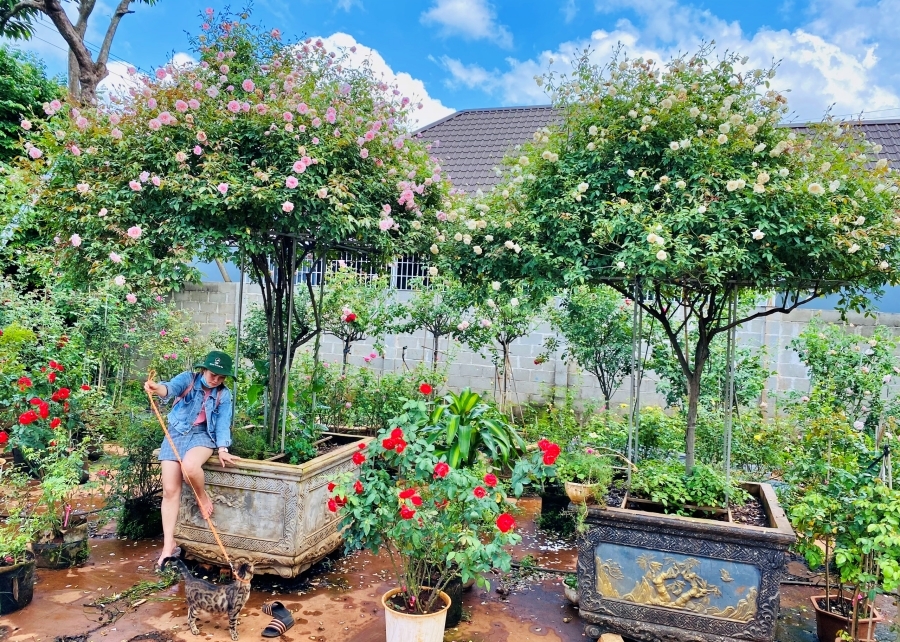 Trang trại hoa hồng rộng 18.000m2, đẹp mê mẩn của chàng trai phố núi
